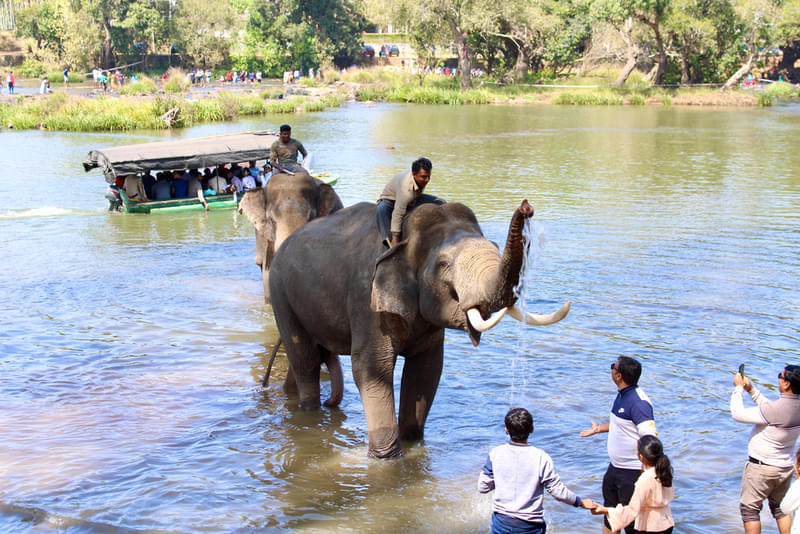 Dubare Elephant Camp